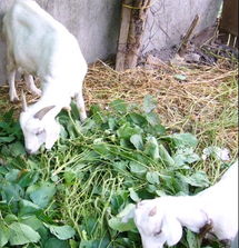 波尔山羊饲养之道——探访刘氏养殖厂的牲畜饲养实践