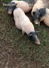 彭州市幸氏畜禽养殖家庭农场 优质牲畜饲养的可靠选择