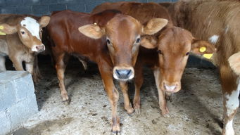 探访贞丰龙场对门山养牛厂 生态牛肉养殖基地的现代畜牧新图景