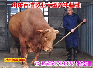 平武生态养牛场 探索绿色循环的现代牲畜饲养新模式