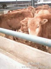 2018年特种牲畜市场动态与批发报价分析