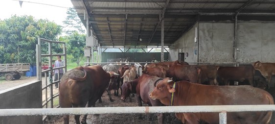 用数字化工具守护牛群健康 印尼HOB养牛场的创新实践