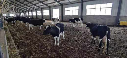 德吉白玛的美日子 草原上的牲畜饲养与幸福生活