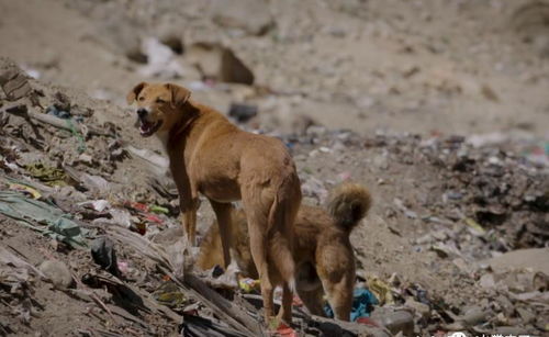 生存的博弈 当雪豹遭遇圈养的宿命