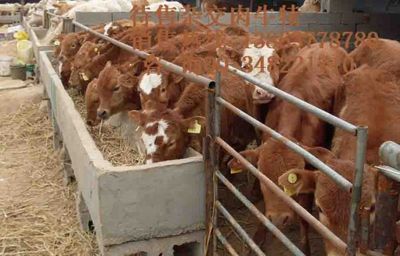 四川鲁西黄牛养殖基地 科学饲养与产业发展的实践之路